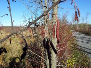 Male catkins of Speckled Alder 