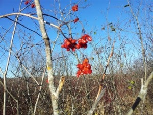 American High-bush Cranberry - numerous trees of this species along the trail 