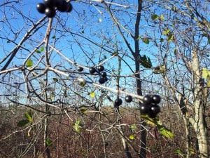 European Buckthorn (blue/black berries)