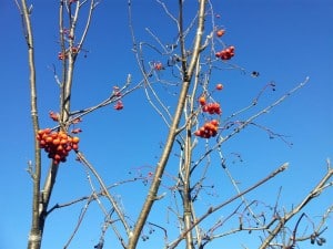 Mountain-ash (European?)