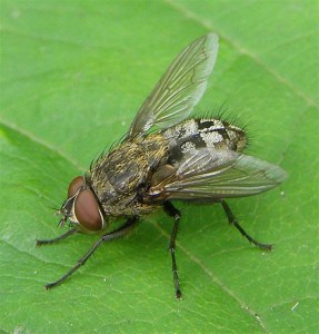 Cluster Fly 