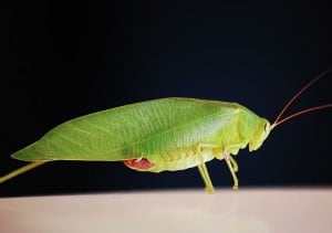 Common True Katydid (Wikimedia) 