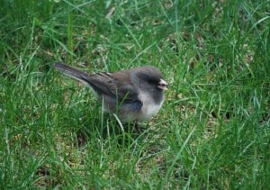 Dark-eyed Junco by Marcel Boulay 