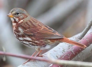 Fox Sparrow - Wikimedia