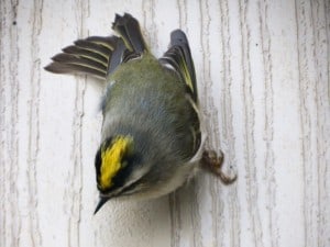 Golden-crowned Kinglet by Gary Aitken