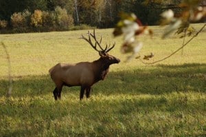 Elk - by John Morrit 