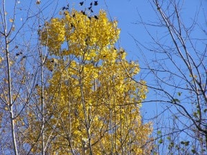 Trembling Aspen (Drew Monkman)