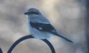 Northern Shrike (by Susan Sayer)