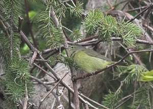 Orange-crowned Warbler by Karl Egressy 