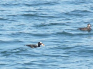 Surf Scoter - Drew Monkman