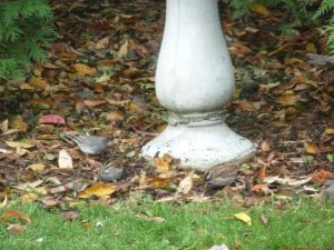 Juncos and White-throated Sparrows this morning 