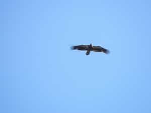 juvenile Bald Eagle (by Luke Berg, Oct. 20, 2013)