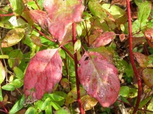 Red-osier Dogwood