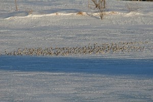 Snow Buntings are found on the Count every year 