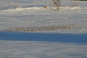 Flock of Snow Buntings in a winter field 