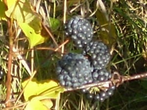 Carrion Flower in fruit (Darienne McAuley)