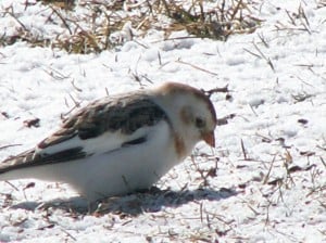 Flock of Snow Buntings in a winter field  