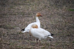 Snow Geese (Marcel Boulay)