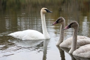Trumpeter Swans in Bethany on October 14, 2012 (by Paul Anderson)