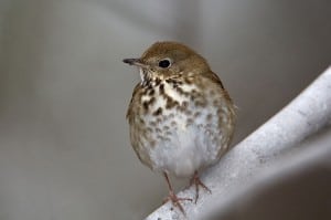 Hermit Thrush (Wikimedia)