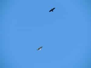 Red-tailed Hawk and Common Raven soaring together (Luke Berg - Oct. 20, 2013)