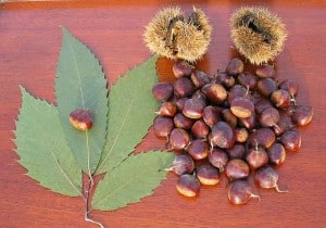 American Chestnut leaves and nuts (Wikimedia) 