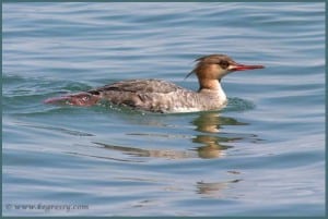 female Red-breasted Merganser (Karl Egressy)