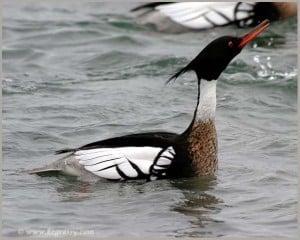 male Red-breasted Merganser (Karl Egressy) 