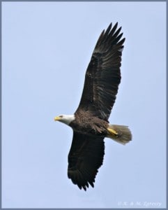 Bald Eagle (Karl Egressy) 