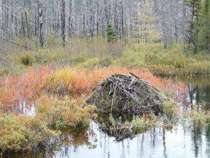 Beaver lodge south of  Lac Fourchette 