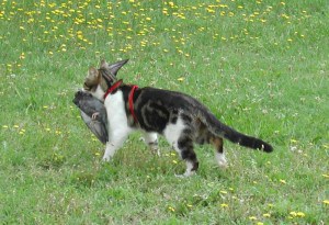 Cat carries a dead bird. 