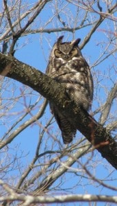 Great Horned Owl at Fleming Campus in Peterborough in December, 2008. (Drew Monkman photo)
