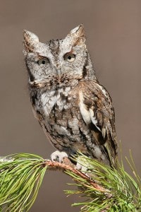 Eastern Screech Owl (Wikimedia)