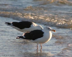 Great Black-backed Gull - adults (Karl Egressy) 