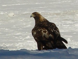 Golden Eagle photographed at Petroglyph Provincial Park (Tim Dyson) 