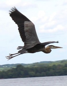 Great Blue Heron (Paul Anderson) 