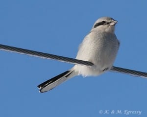 Northern Shrike (Karl Egressy) 