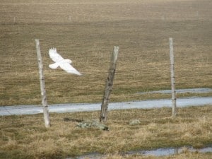 Snowy Owl in flight (Karin Laine) 