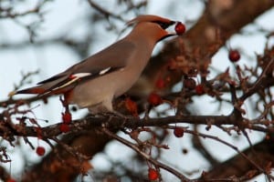 Bohemian Waxwing (Lowell Lunden, Nov. 2012)