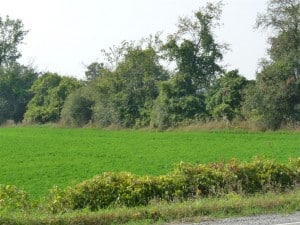 Healthy hedgerow 