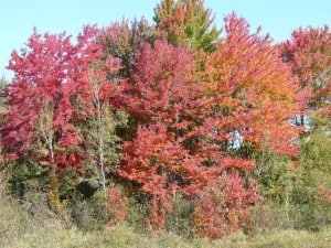 Leaf colour east of Apsley - October 1, 2012