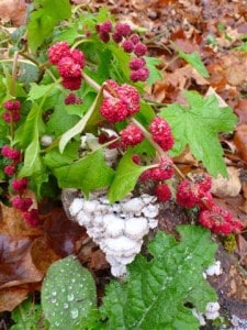 Close up of fruit on Strawberry-blite (Rick Stankiewicz)