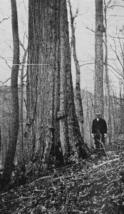 American Chestnut - Pennsylvania - 1914 (Wikimedia) 