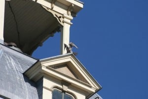 A Peregrine photographed on the clock tower in 2009 (Rick Stankiewicz)