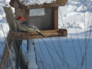 Red-bellied Woodpecker (Eva McFaul) 
