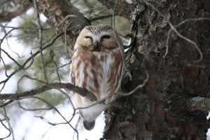 Northern Saw-whet Owl (Dave Heuft) 