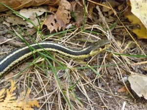 Eastern Garter Snake - Drew Monkman