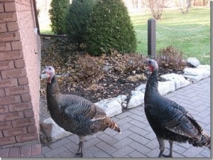 Wild Turkeys at Whitaker Street condominiums (Betty Mitchell) 