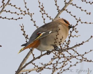 Bohemian Waxwing (Karl Egressy)