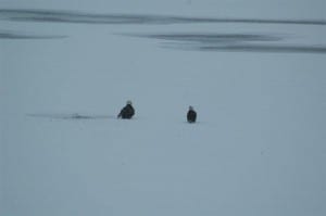 Eagles on ice at Gannons Narrows - Jim Watt Gannons Dec. 28 2012  (Medium)